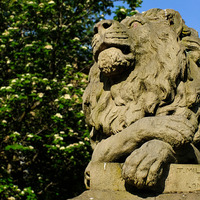 2025.68.40: Lion in the sun. Digital image credit: Saltaire Collection